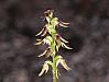 Corunastylis despectans - Sharp Midge Orchid.jpg
